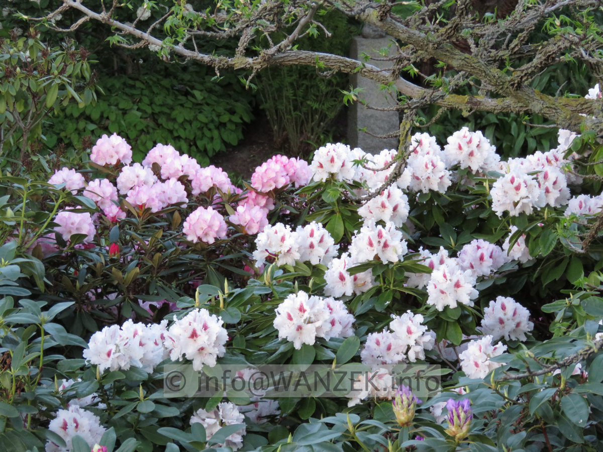 Rhododendron Bismarck 05.JPG